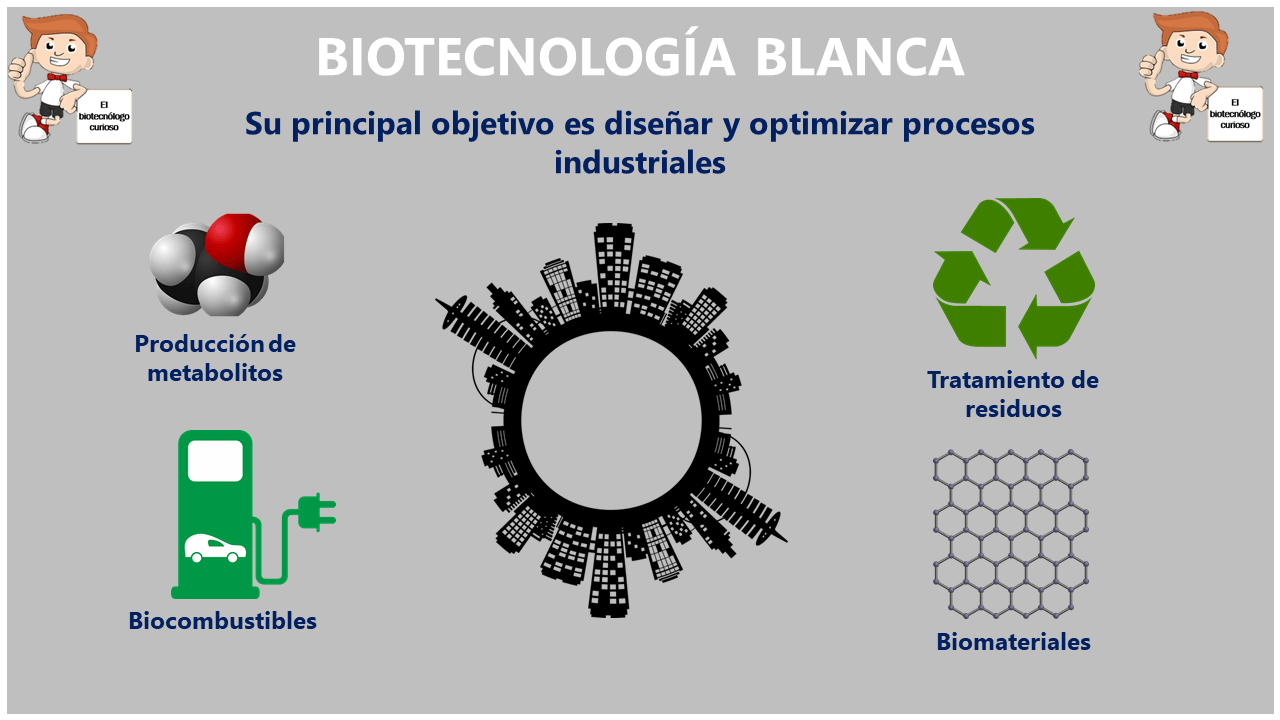 ▷ Biotecnología blanca | Ejemplos y aplicaciones industriales
